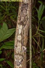 leaf-tailed gecko